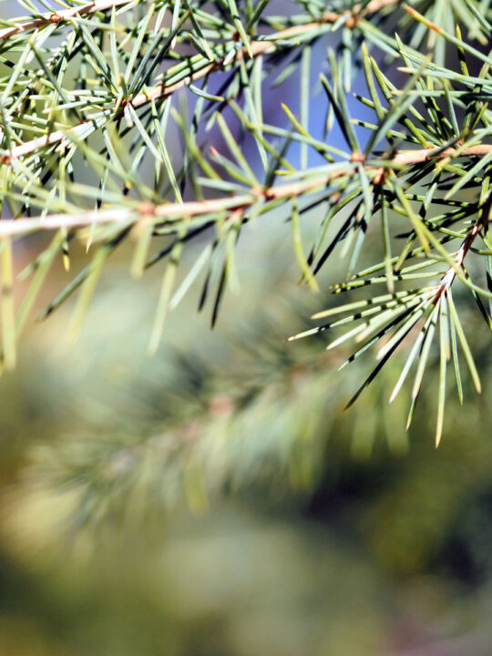 Branch of a coniferous tree