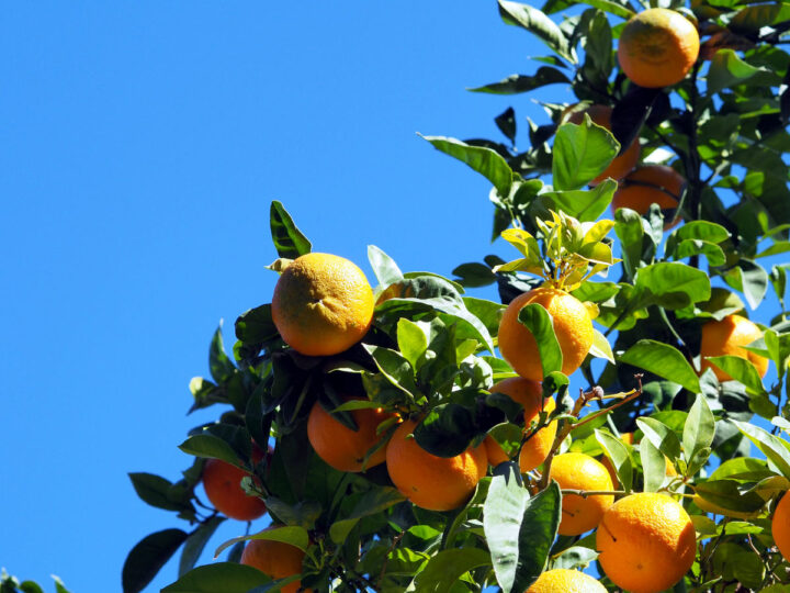Una rama con naranjas contra el cielo
