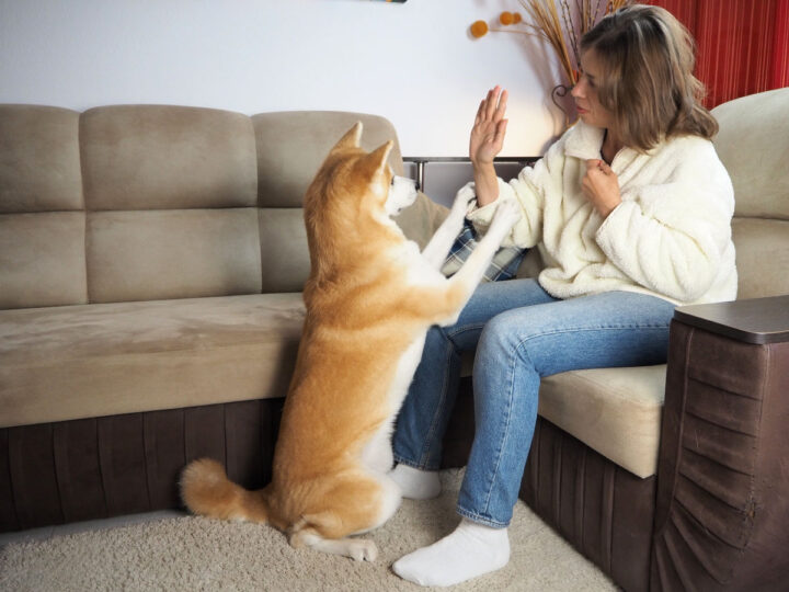 Mulher treinando um cachorro