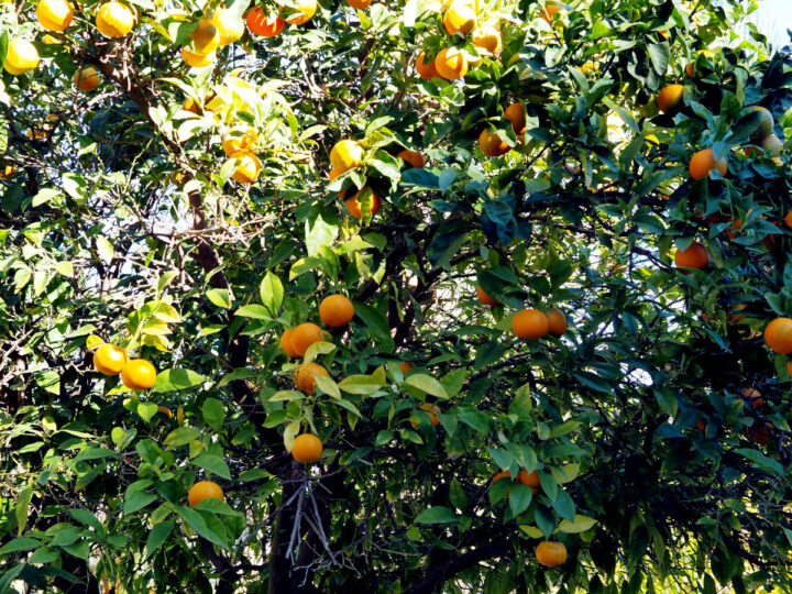 Background of orange tree branches