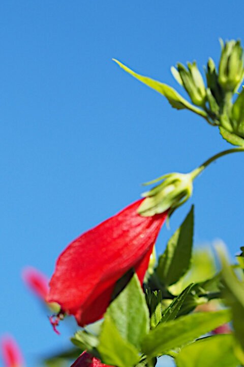 Malvaviscus flower against the sky