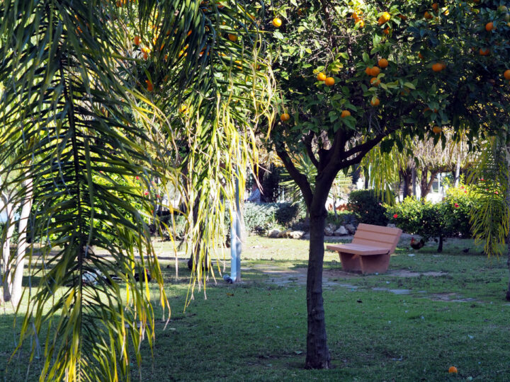 Orange tree in the city park