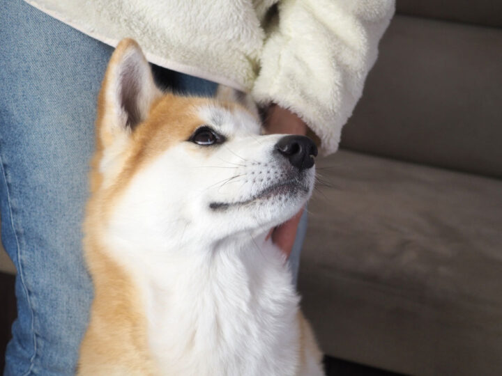 Muzzle of an Akita Inu dog