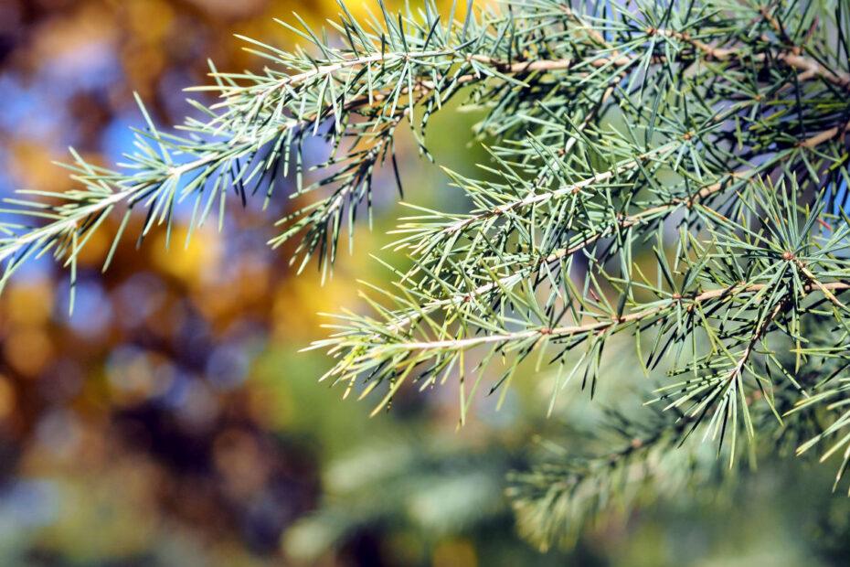 fir-branch-against-the-background-of-the-autumn-forest-063