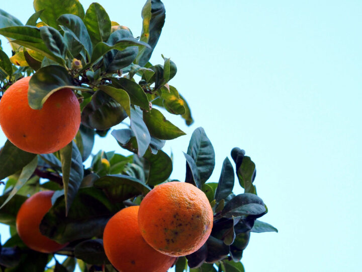 Oranges sur une branche d'arbre