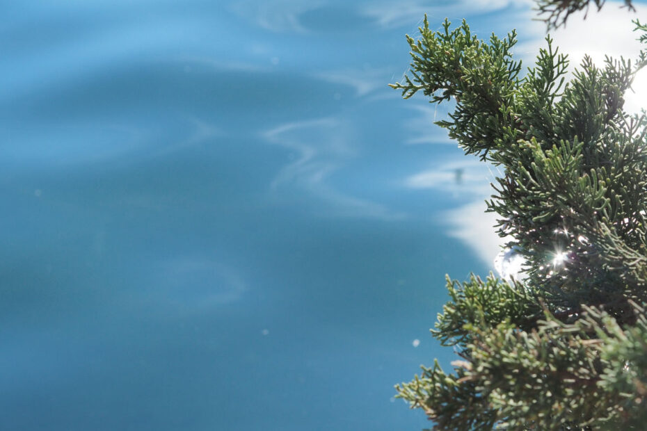 lake-the-water-surface-reflects-the-blue-sky-and-the-cypress-branch-0086