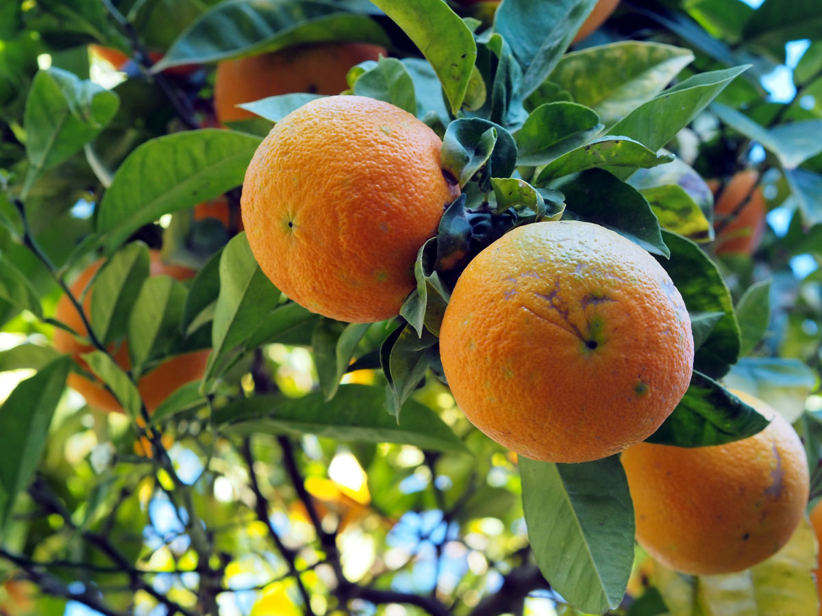 Oranges suspendues à un arbre