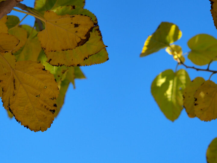 Yellow leaves against the sky