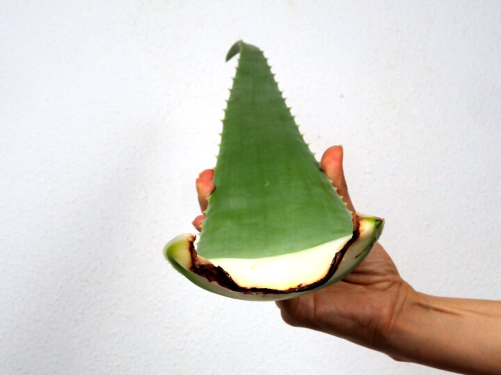 Cut leaf of Aloe Vera