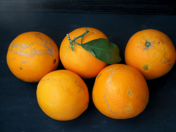 Фермерские апельсины