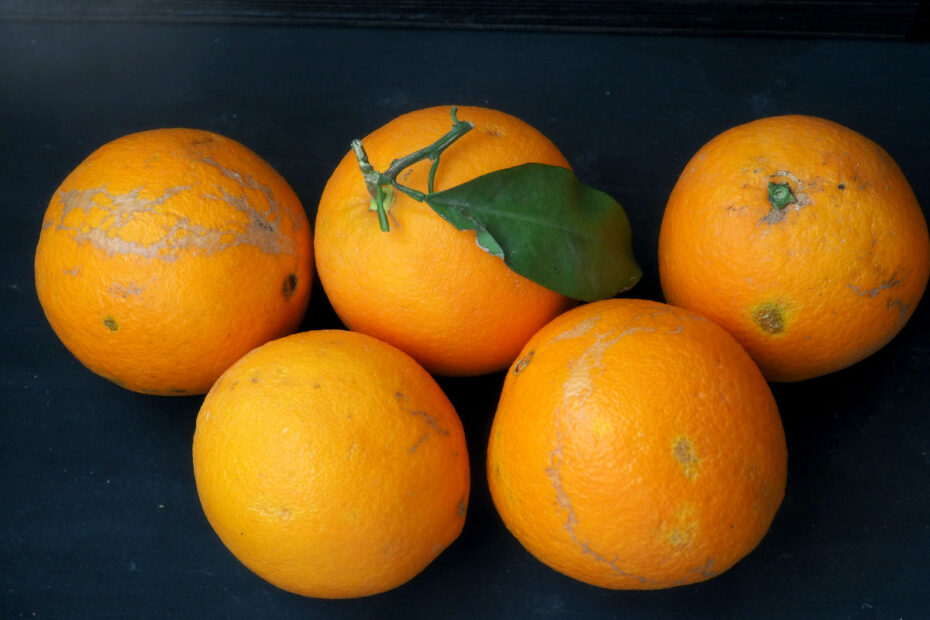 farm-citrus-oranges-isolated-on-black-background-116