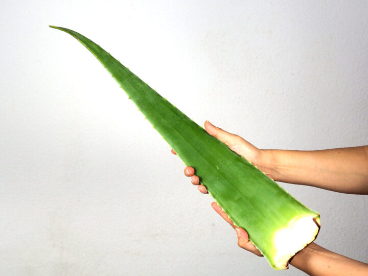 Aloe Vera in hand