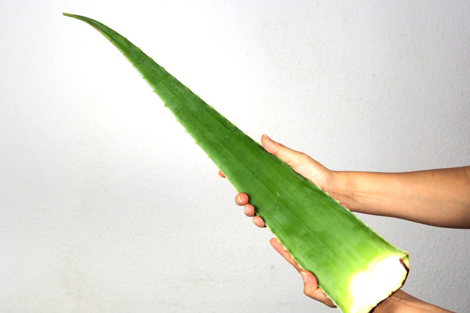 large-aloe-vera-leaf-in-female-hands-514